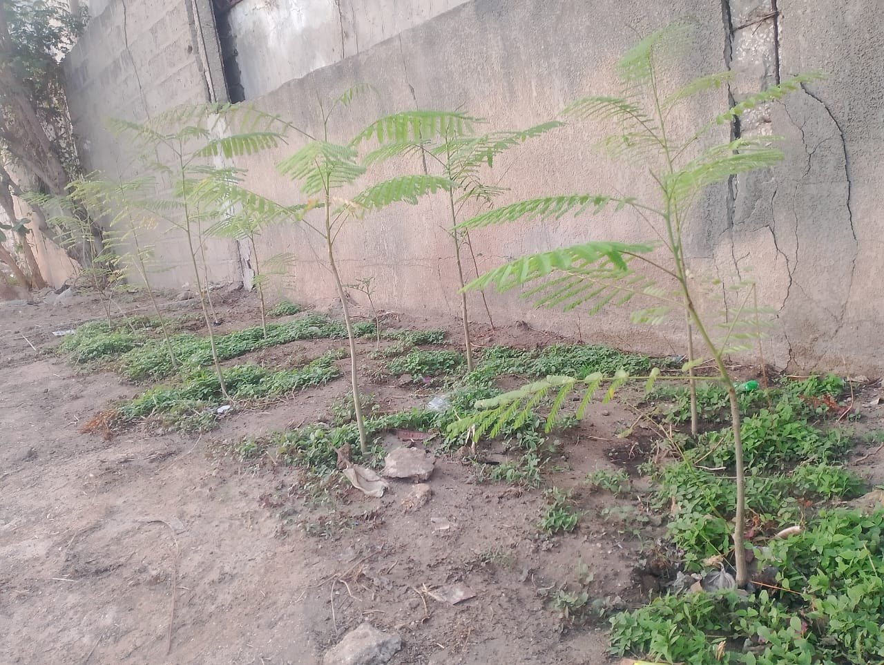 Ecological nursery